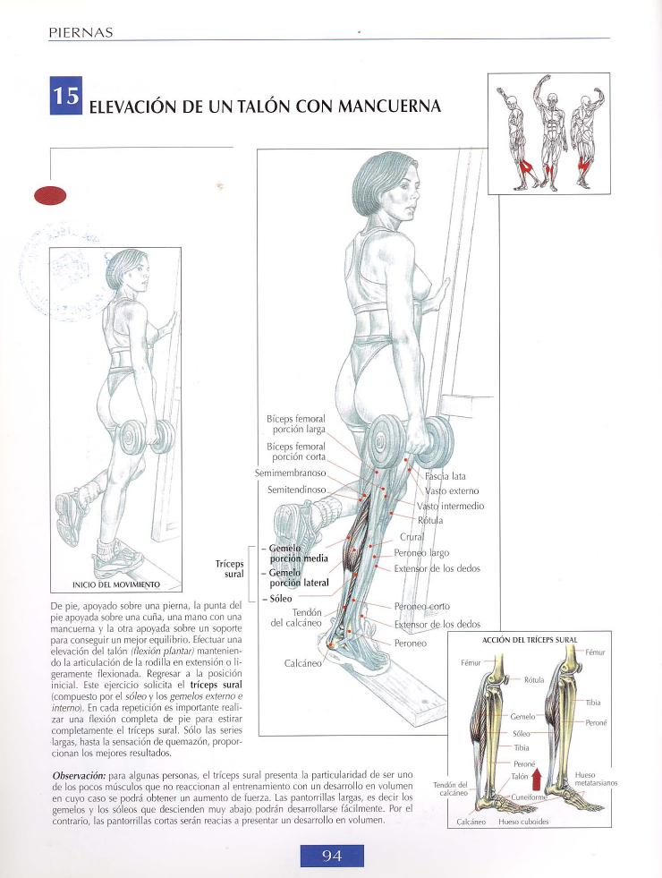 mejores ejercicios para biceps y triceps